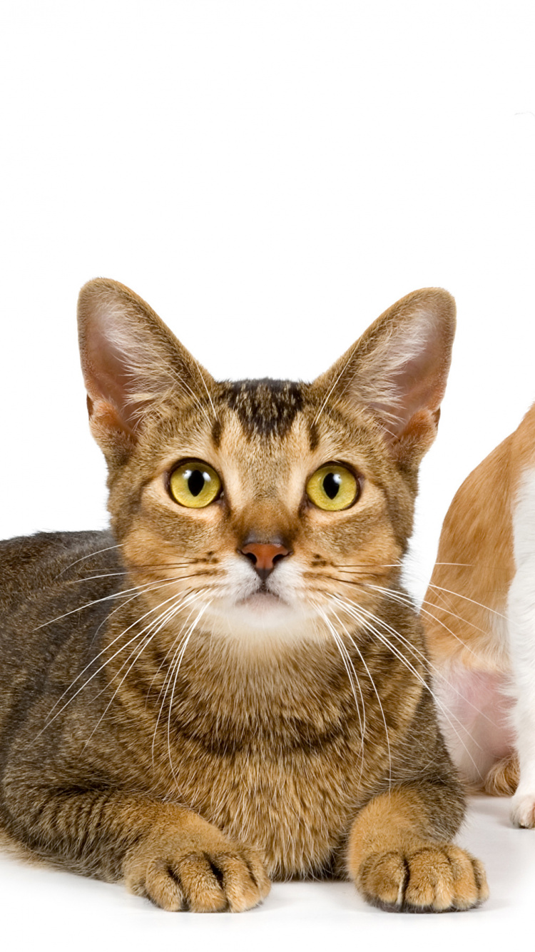 Обои кот, щенок, котенок, бакенбарды, Чихуахуа в разрешении 750x1334