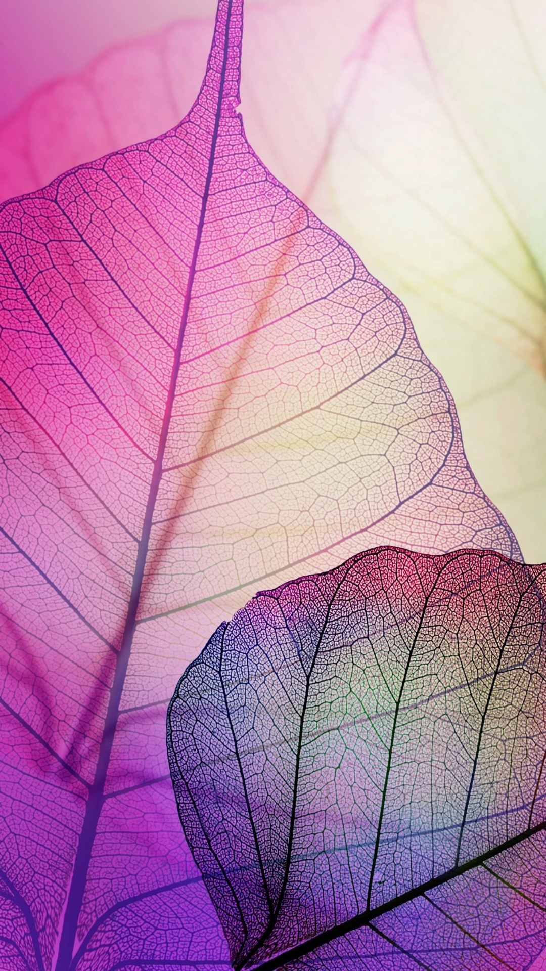 Обои лист, цветок, розовый, пурпур, растение в разрешении 1080x1920