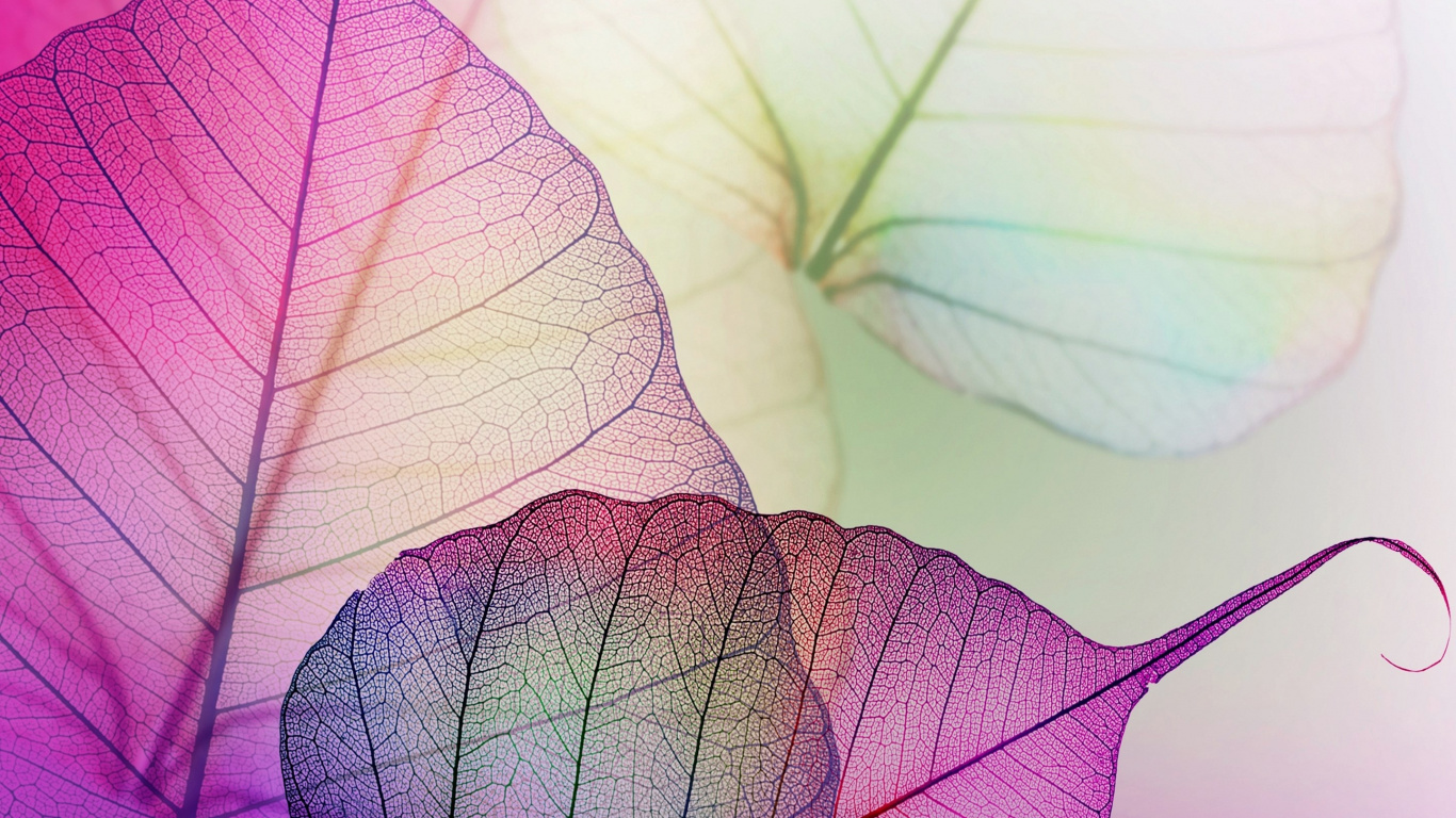 Обои лист, цветок, розовый, пурпур, растение в разрешении 1366x768