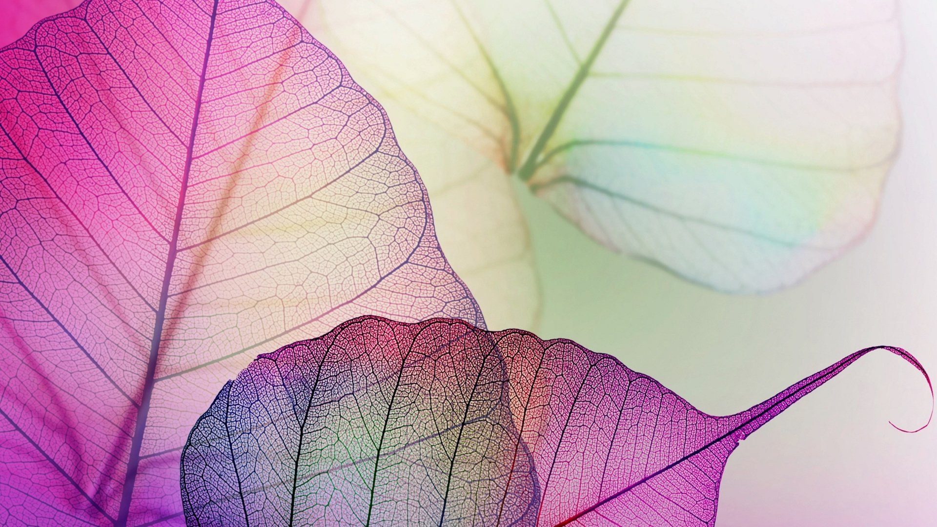 Обои лист, цветок, розовый, пурпур, растение в разрешении 1920x1080