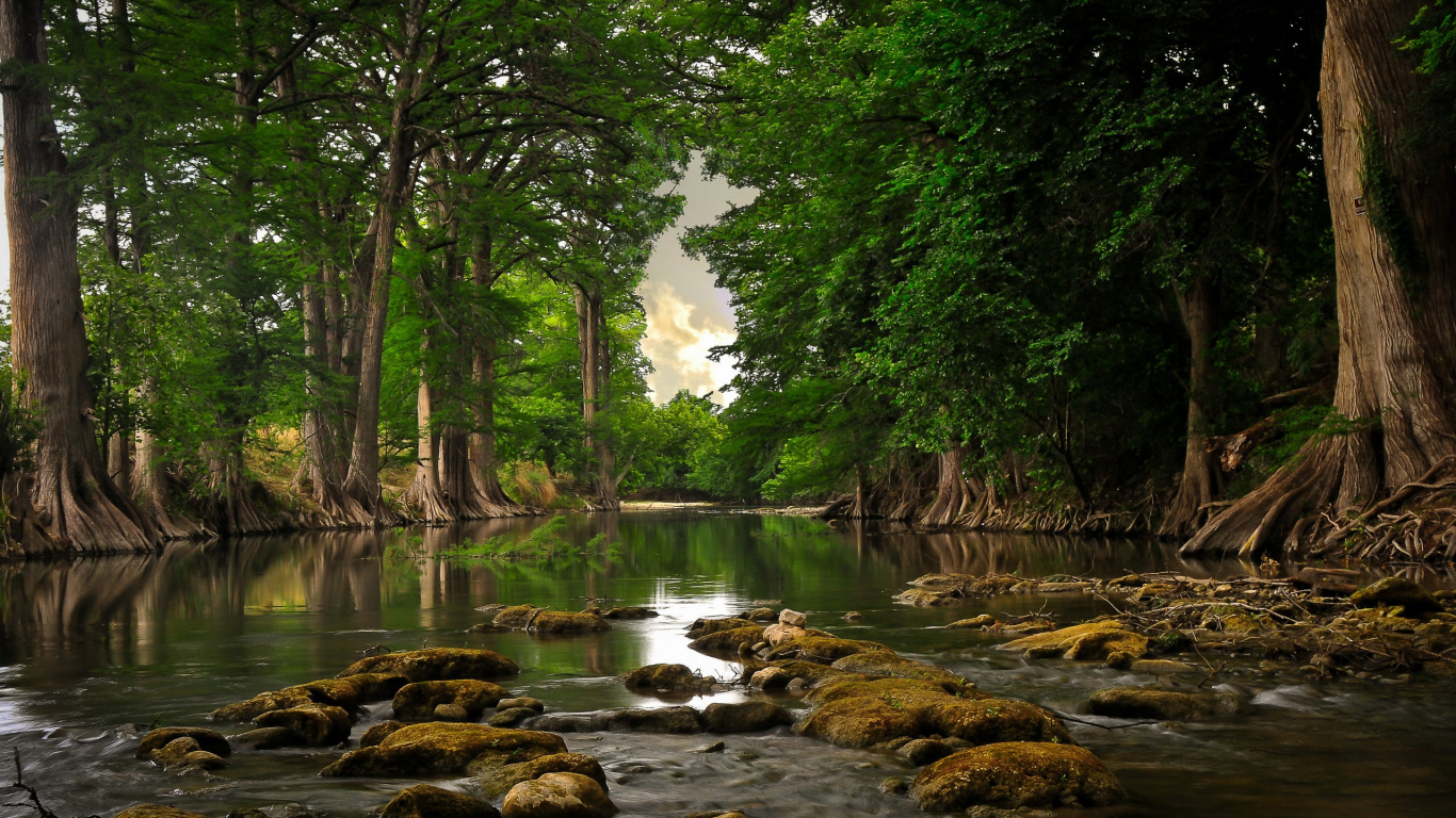 Обои деревья возле реки, дерево, реки, корень, природа в разрешении 1366x768