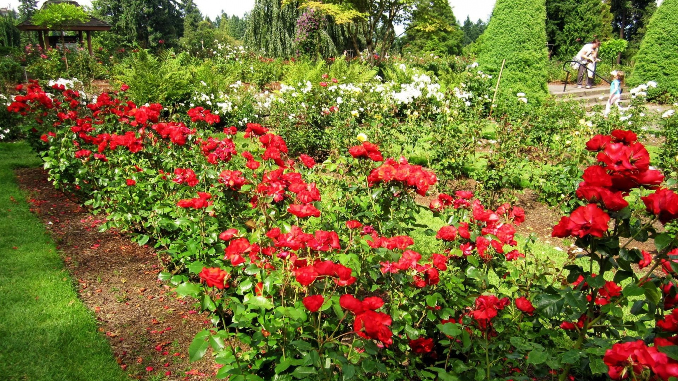 Обои цветковое растение, сад роз, сад, Роза, газон в разрешении 1366x768