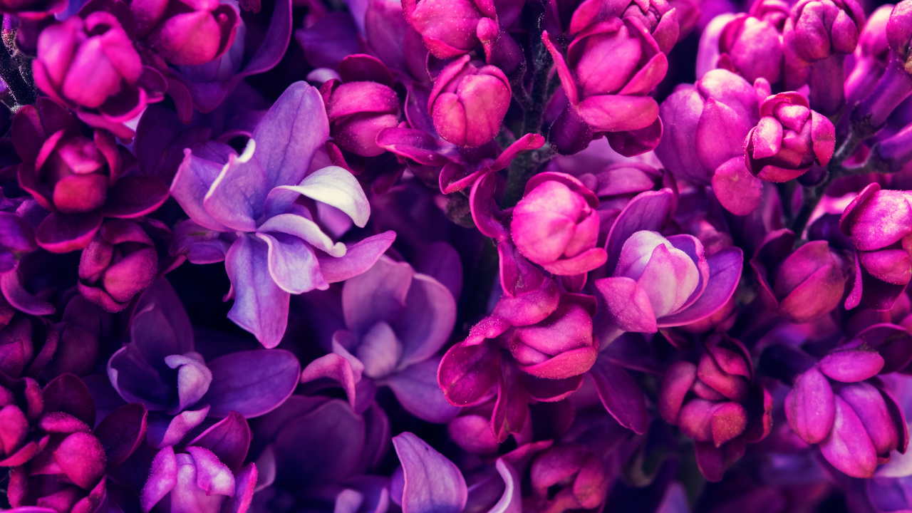 Обои цветковое растение, цветок, Фиолетовый, цвет, лепесток в разрешении 1280x720