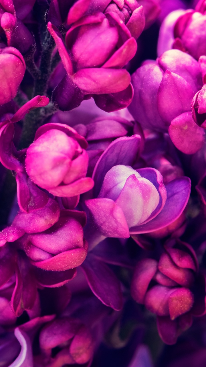 Обои цветковое растение, цветок, Фиолетовый, цвет, лепесток в разрешении 720x1280
