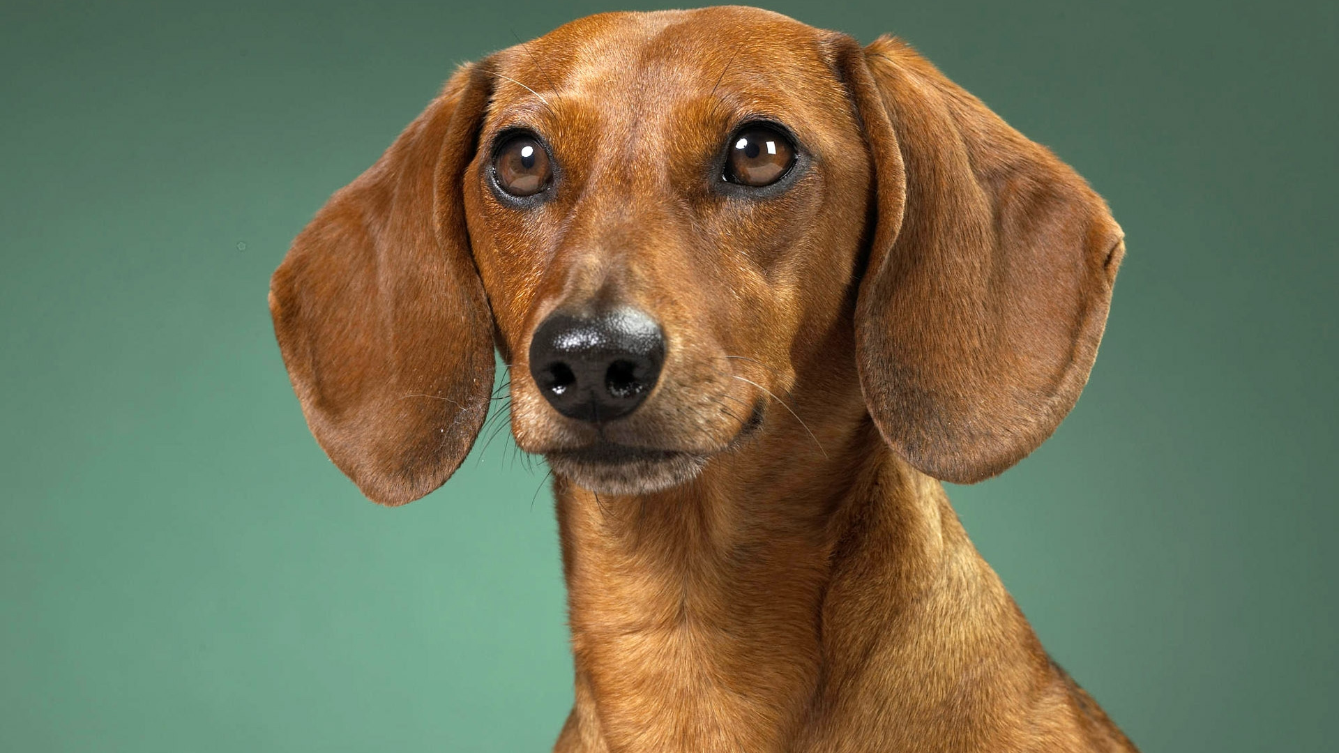 Обои такса, щенок, собака породы, морда, гончая в разрешении 1920x1080