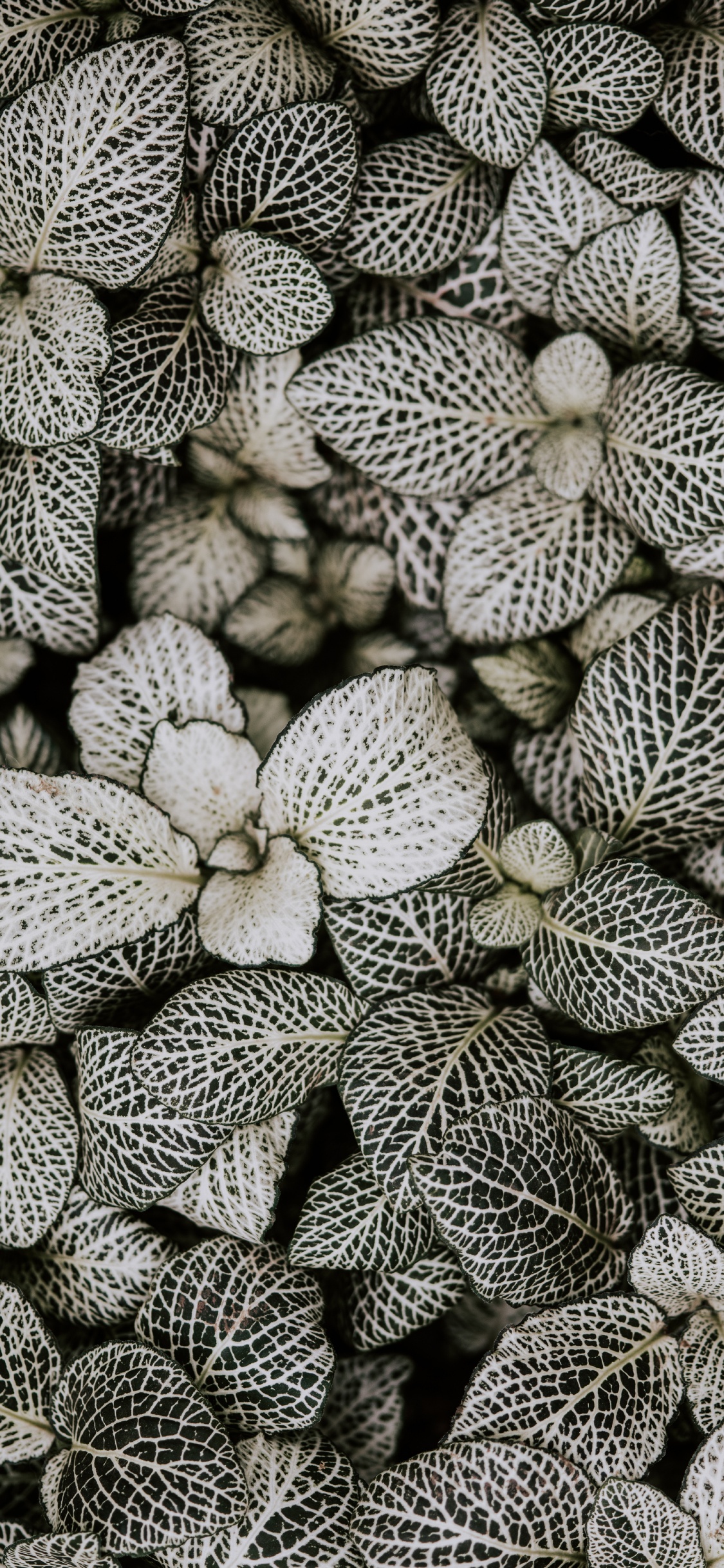 Обои монохромный, узор, растение, цветок, дизайн в разрешении 1125x2436