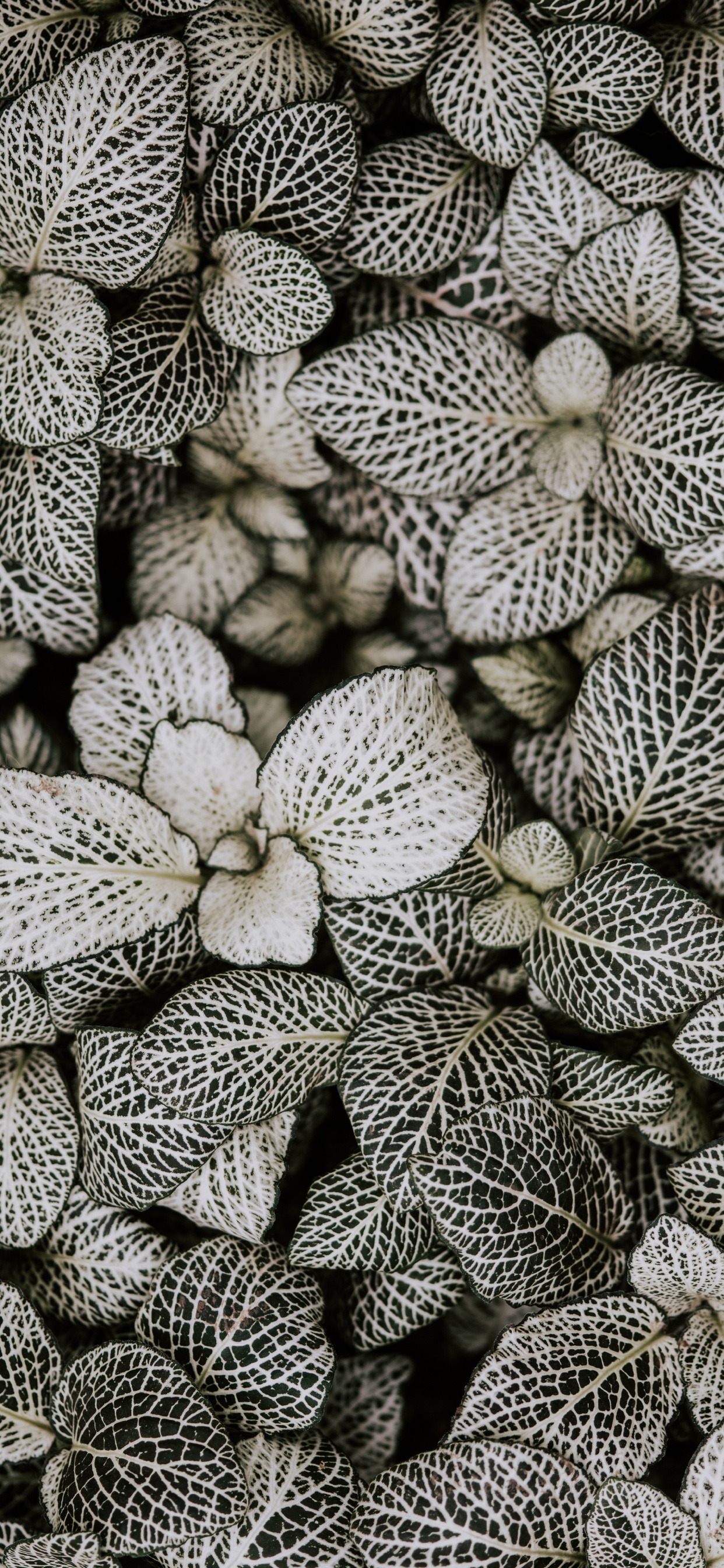 Обои монохромный, узор, растение, цветок, дизайн в разрешении 1242x2688