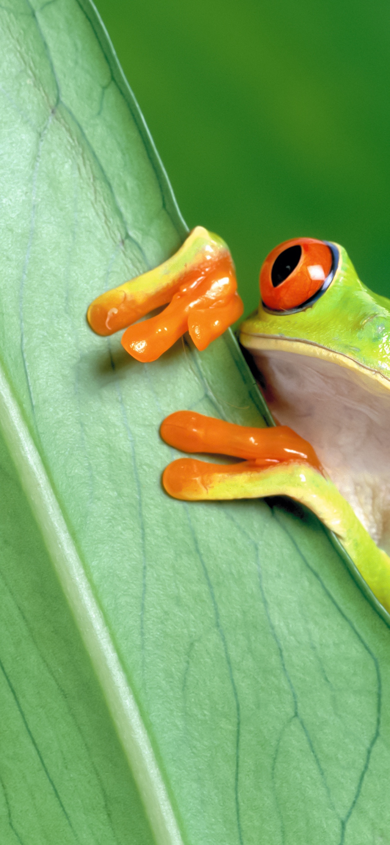 Обои земноводное, Красноглазая квакша, Правда лягушка, древесная лягушка, раноидея хлорис в разрешении 1242x2688