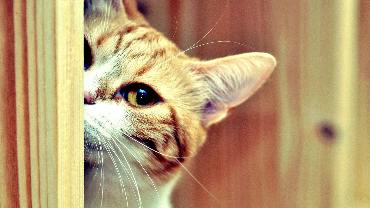 Обои котенок, нос, морда, остроумие, привлекательность в разрешении 1280x720