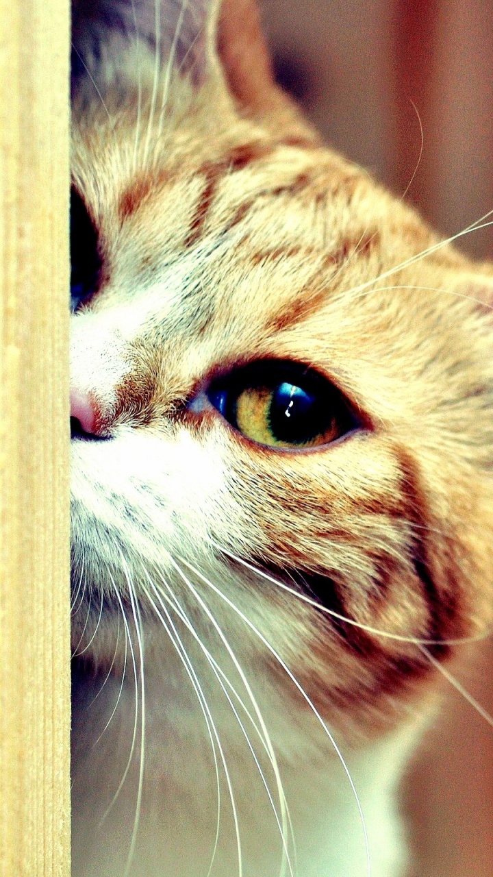 Обои котенок, нос, морда, остроумие, привлекательность в разрешении 720x1280