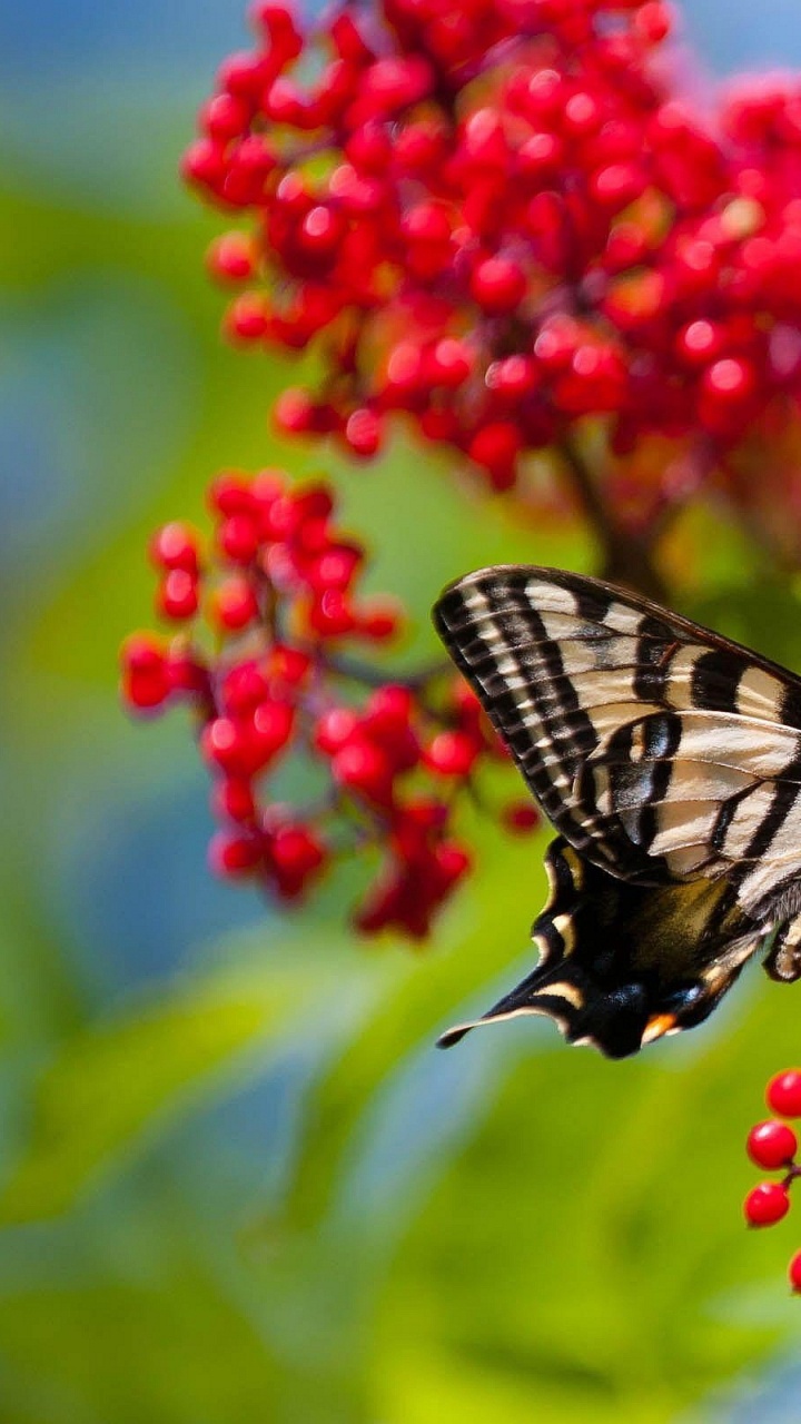 Обои насекомое, бабочка, цветок, бабочкамонарх, опылитель в разрешении 720x1280