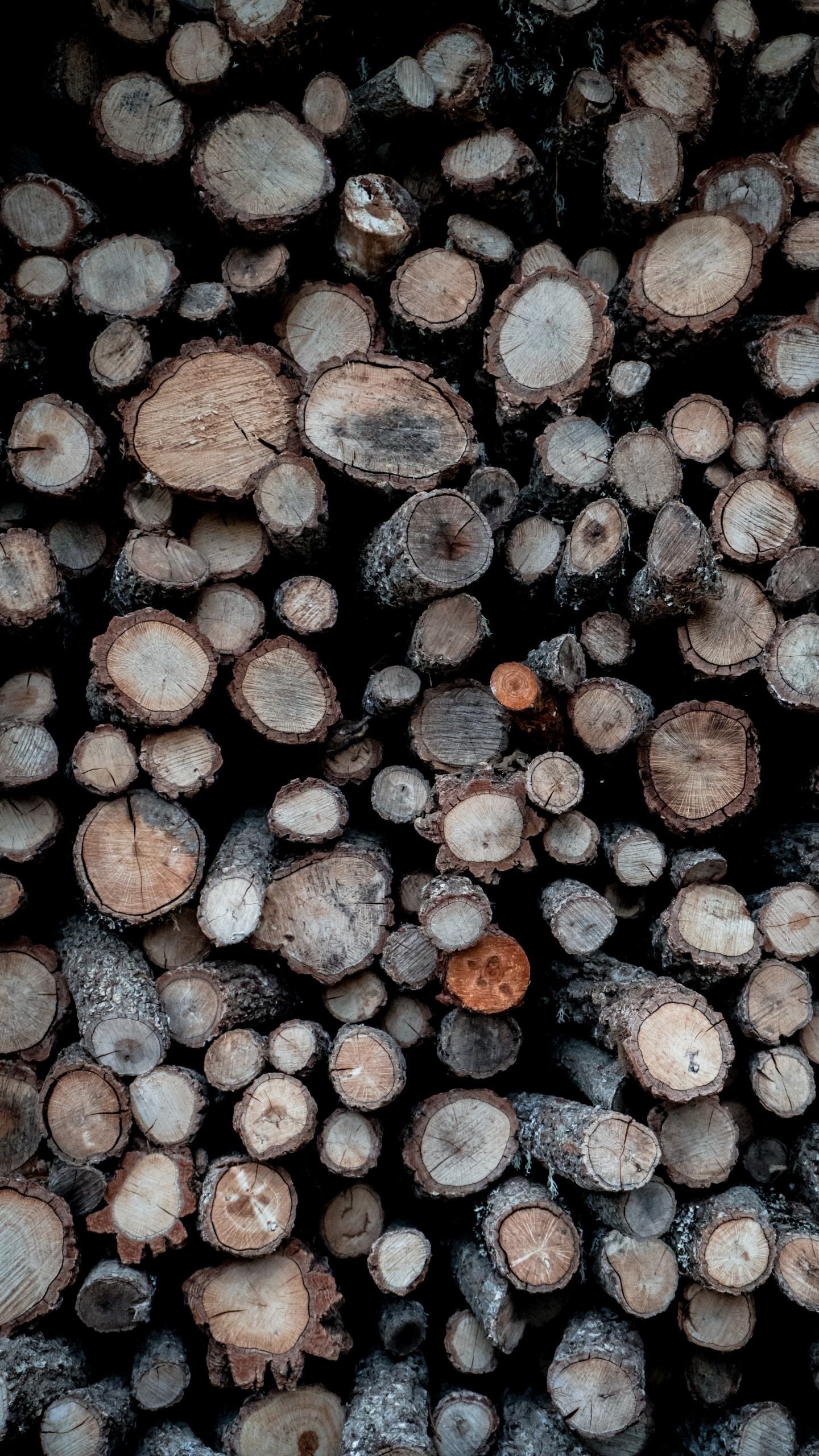 Обои узор, крупный план, растение, дерево, металл в разрешении 1440x2560