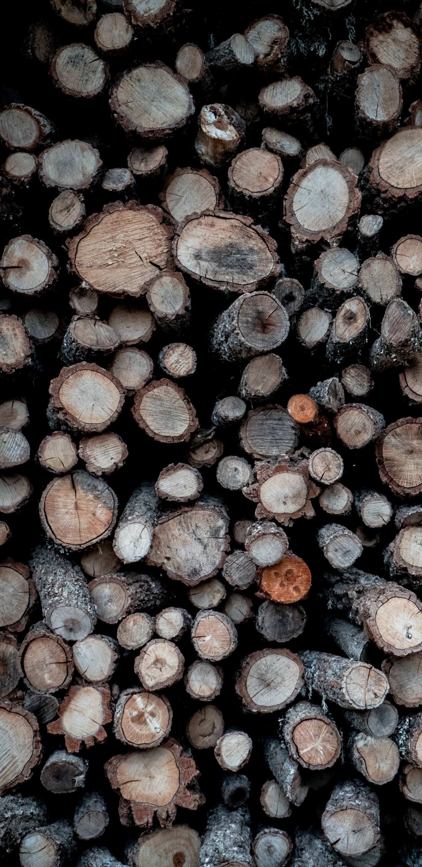 Обои узор, крупный план, растение, дерево, металл в разрешении 1440x2960