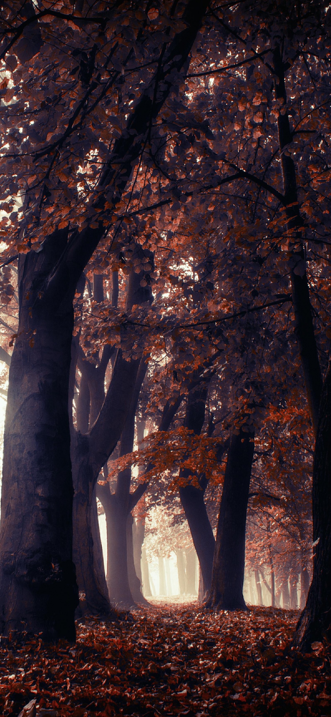 Обои природа, пейзаж, дерево, природный ландшафт, лесистая местность в разрешении 1125x2436