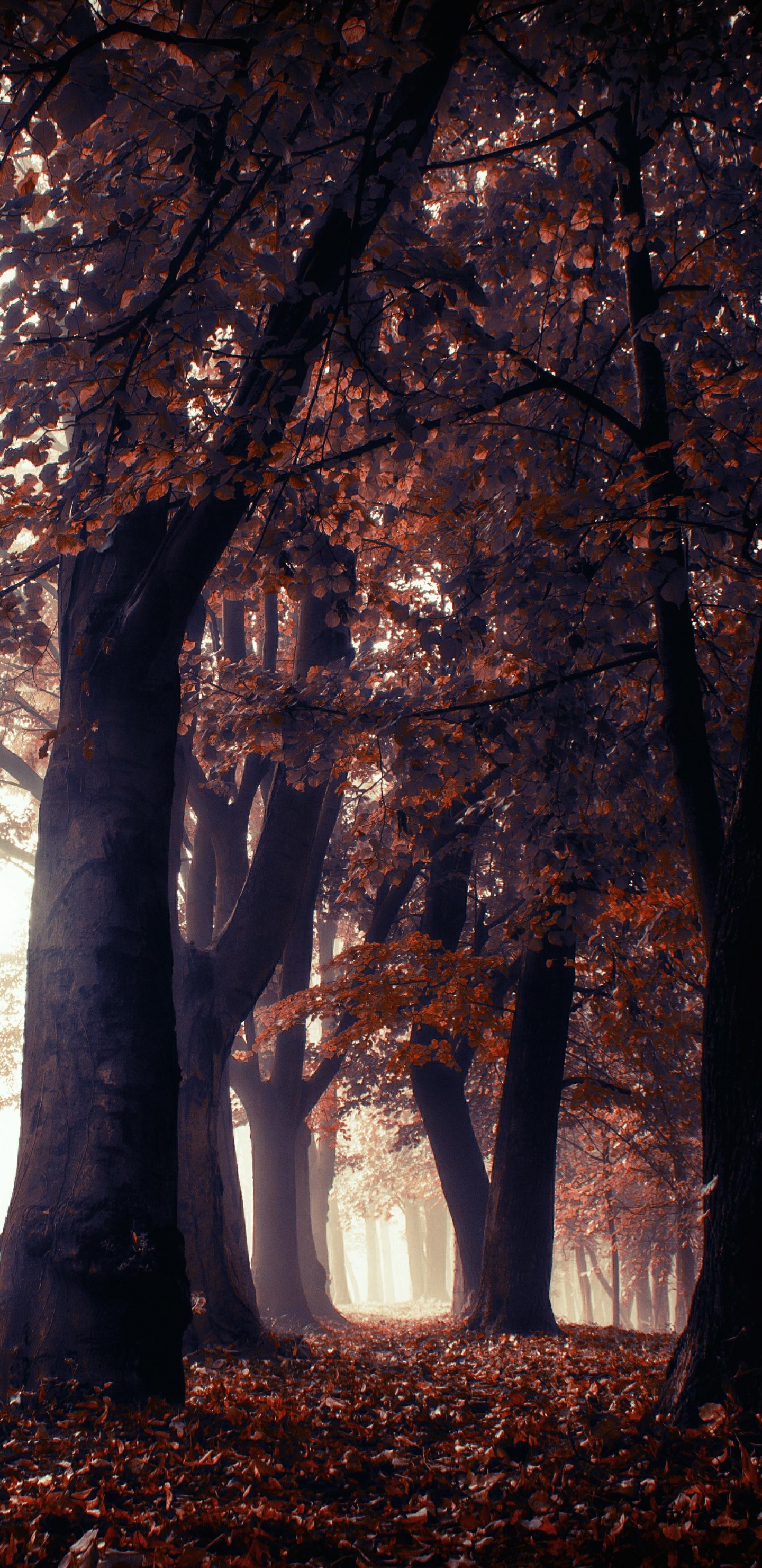 Обои природа, пейзаж, дерево, природный ландшафт, лесистая местность в разрешении 1440x2960