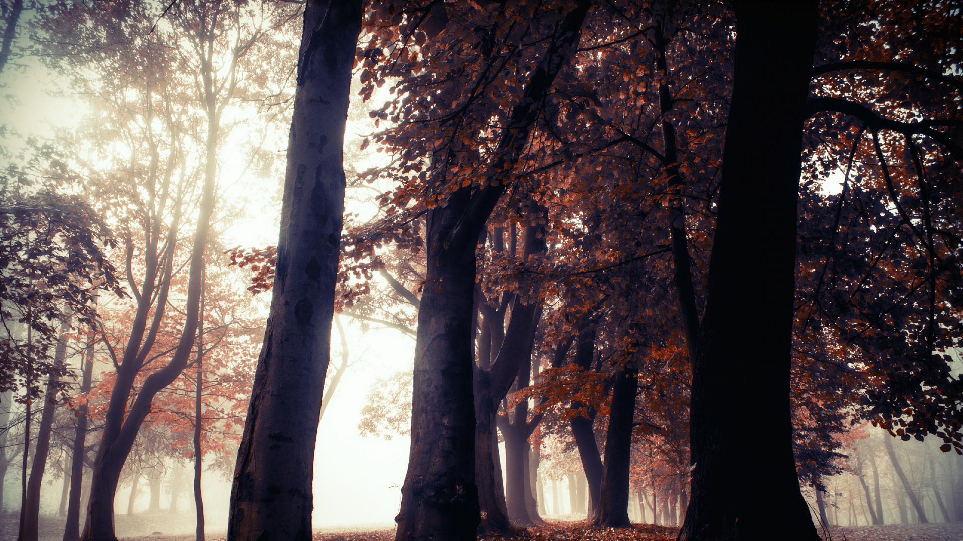 Обои природа, пейзаж, дерево, природный ландшафт, лесистая местность в разрешении 1920x1080