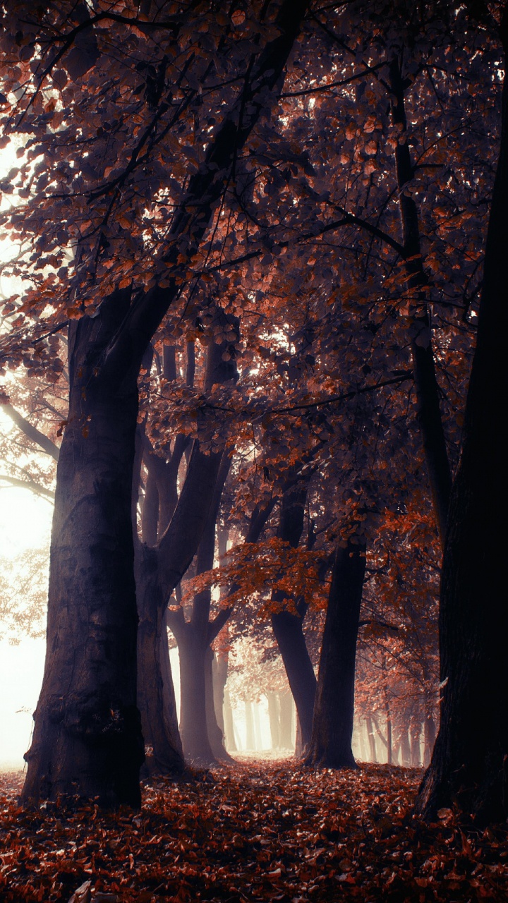 Обои природа, пейзаж, дерево, природный ландшафт, лесистая местность в разрешении 720x1280