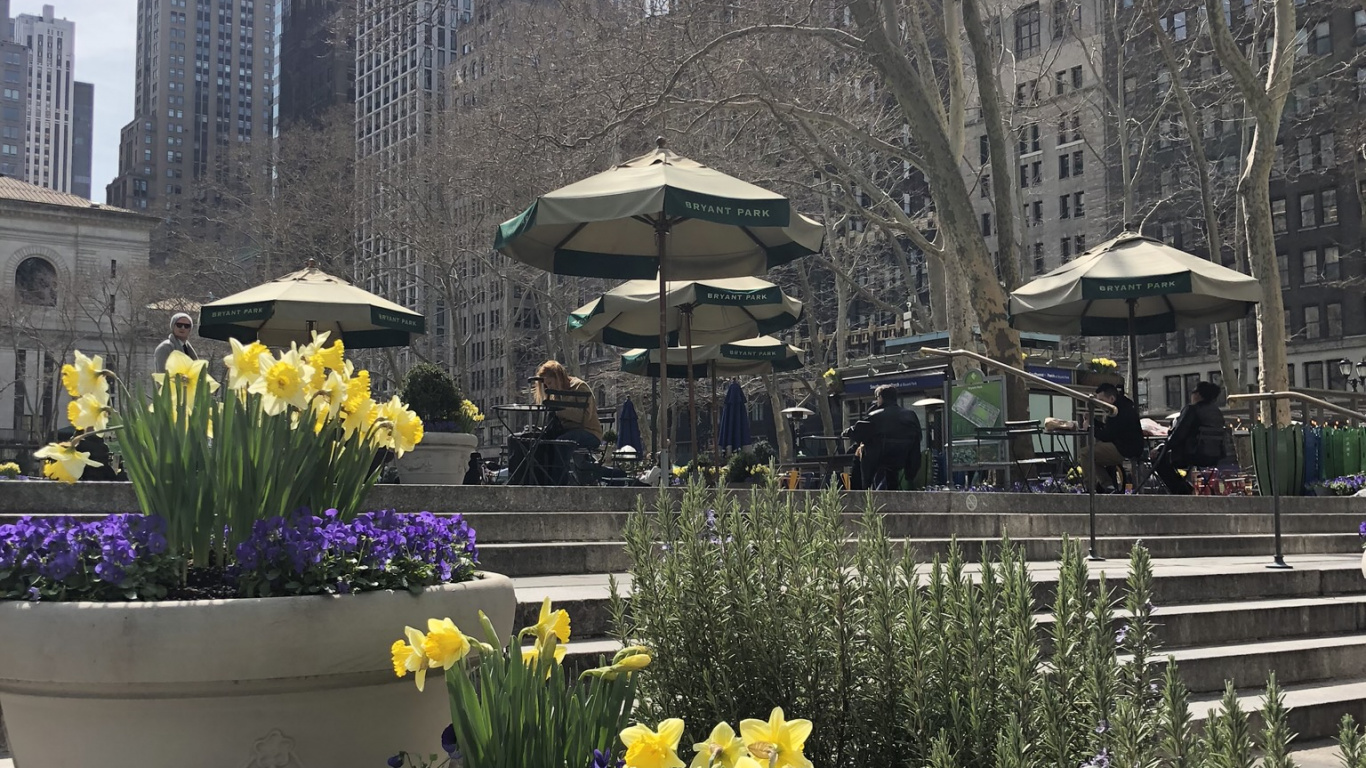 Обои цветок, растение, желтый, лепесток, цветочный горшок в разрешении 1366x768