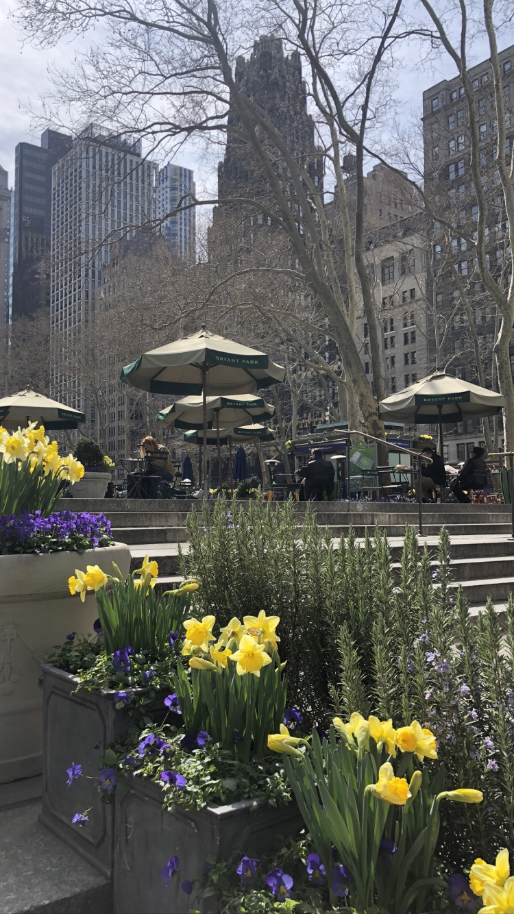 Обои цветок, растение, желтый, лепесток, цветочный горшок в разрешении 750x1334