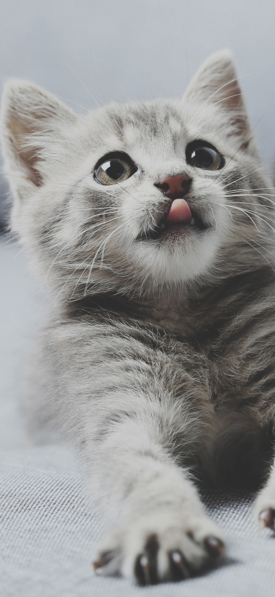 Обои бакенбарды, кот, кошачьих, серый цвет, кошки малого и среднего размера в разрешении 1125x2436