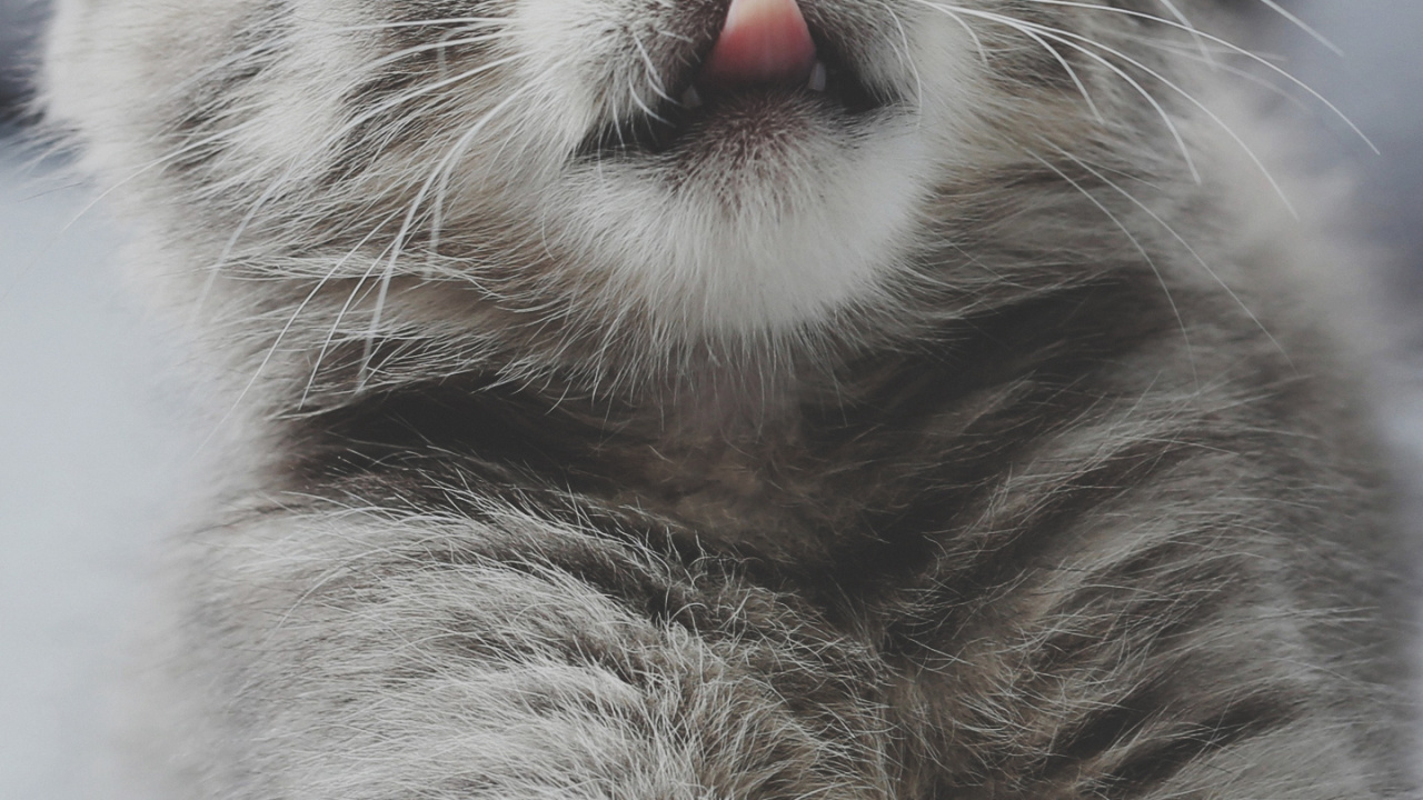 Обои бакенбарды, кот, кошачьих, серый цвет, кошки малого и среднего размера в разрешении 1280x720