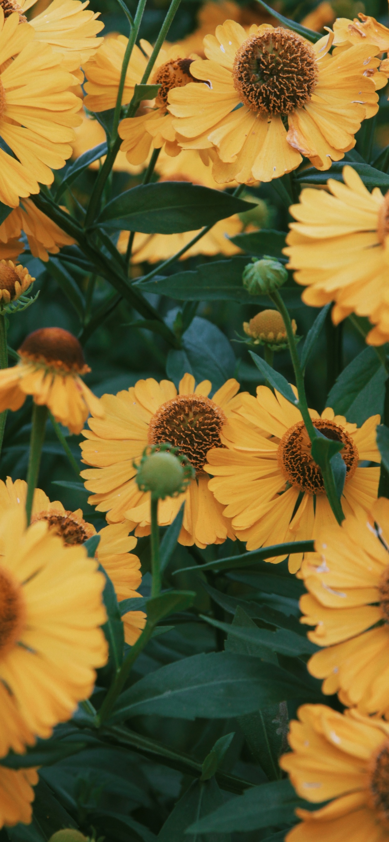 Обои цветок, рассада, лепесток, желтый, растение в разрешении 1242x2688