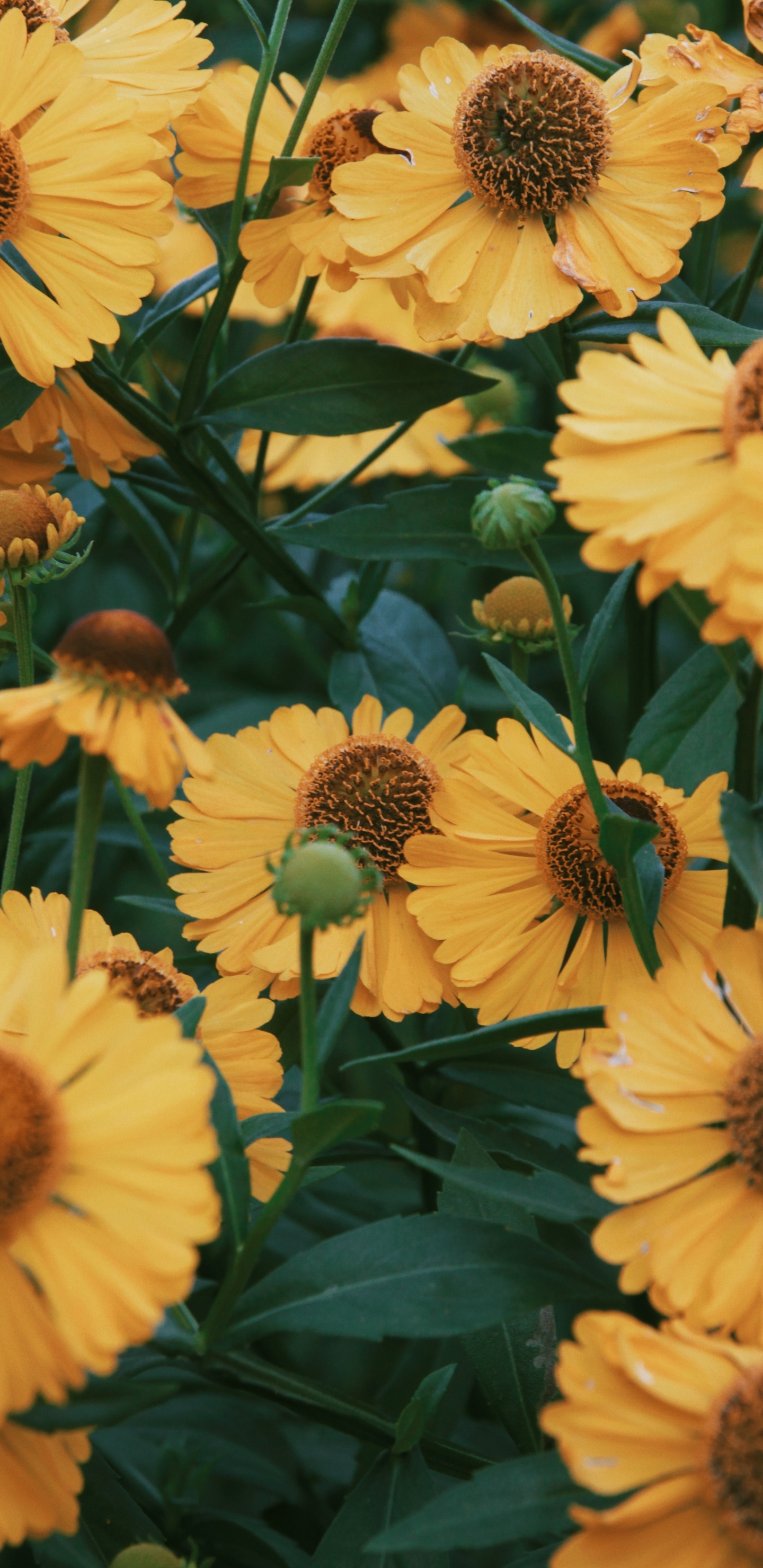 Обои цветок, рассада, лепесток, желтый, растение в разрешении 1440x2960