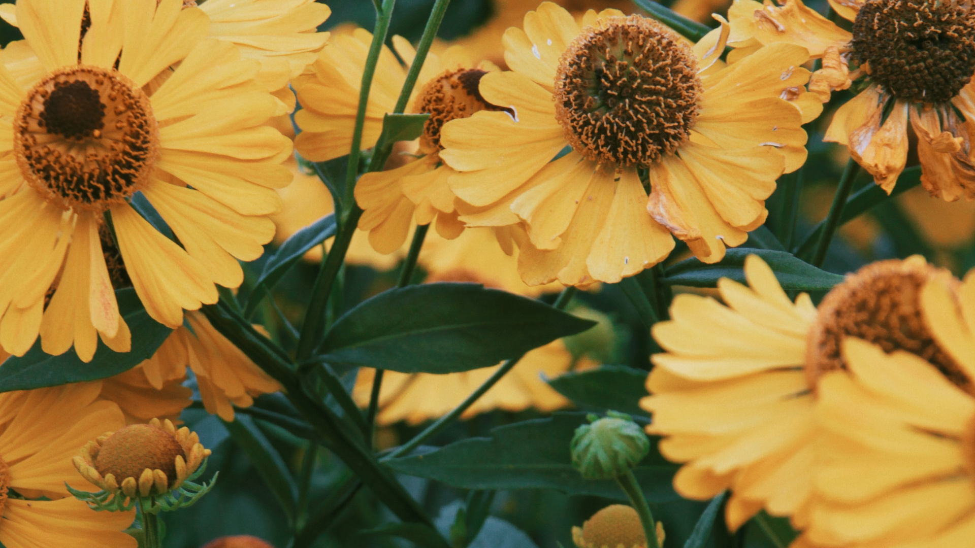 Обои цветок, рассада, лепесток, желтый, растение в разрешении 1920x1080