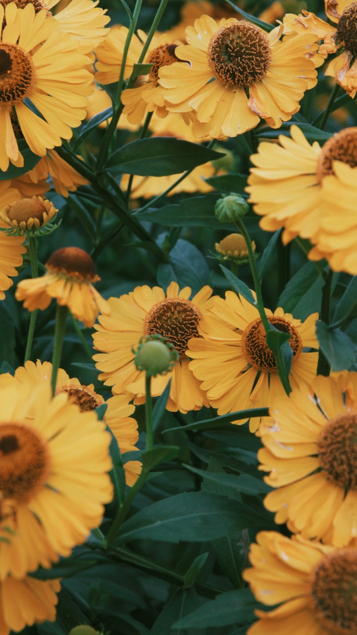 Обои цветок, рассада, лепесток, желтый, растение в разрешении 720x1280