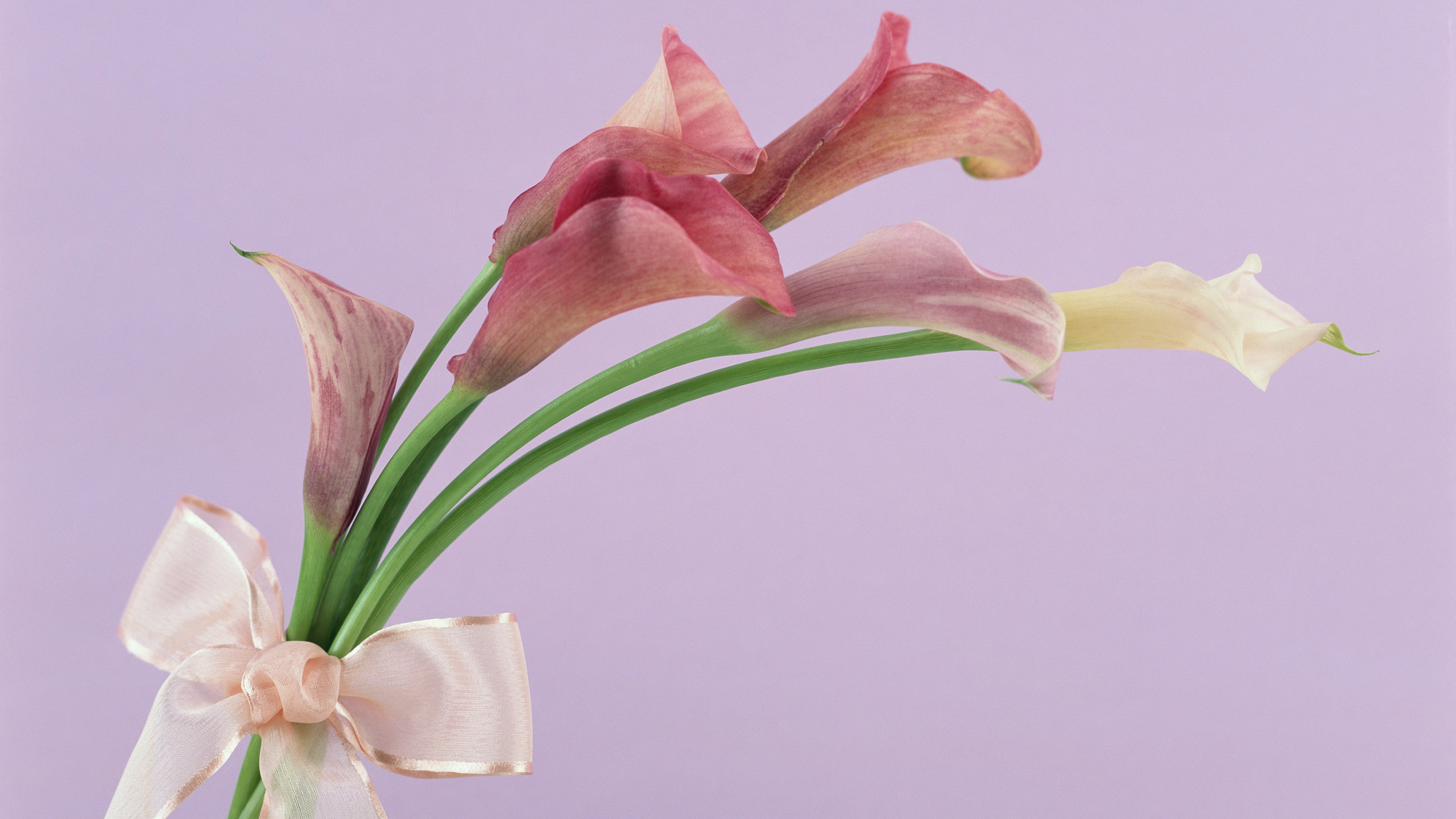 Обои Флора, Масая Уэчи, цветочный букет, сумерки, цветок в разрешении 2560x1440