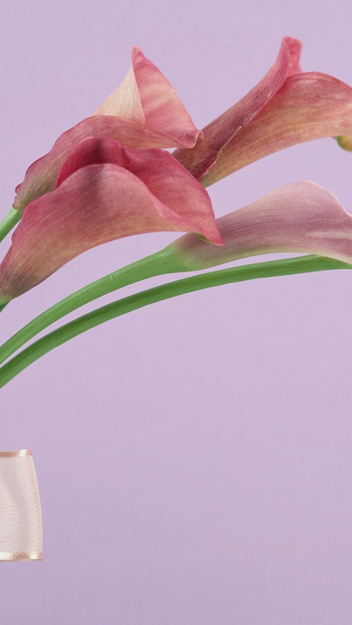 Обои Флора, Масая Уэчи, цветочный букет, сумерки, цветок в разрешении 720x1280