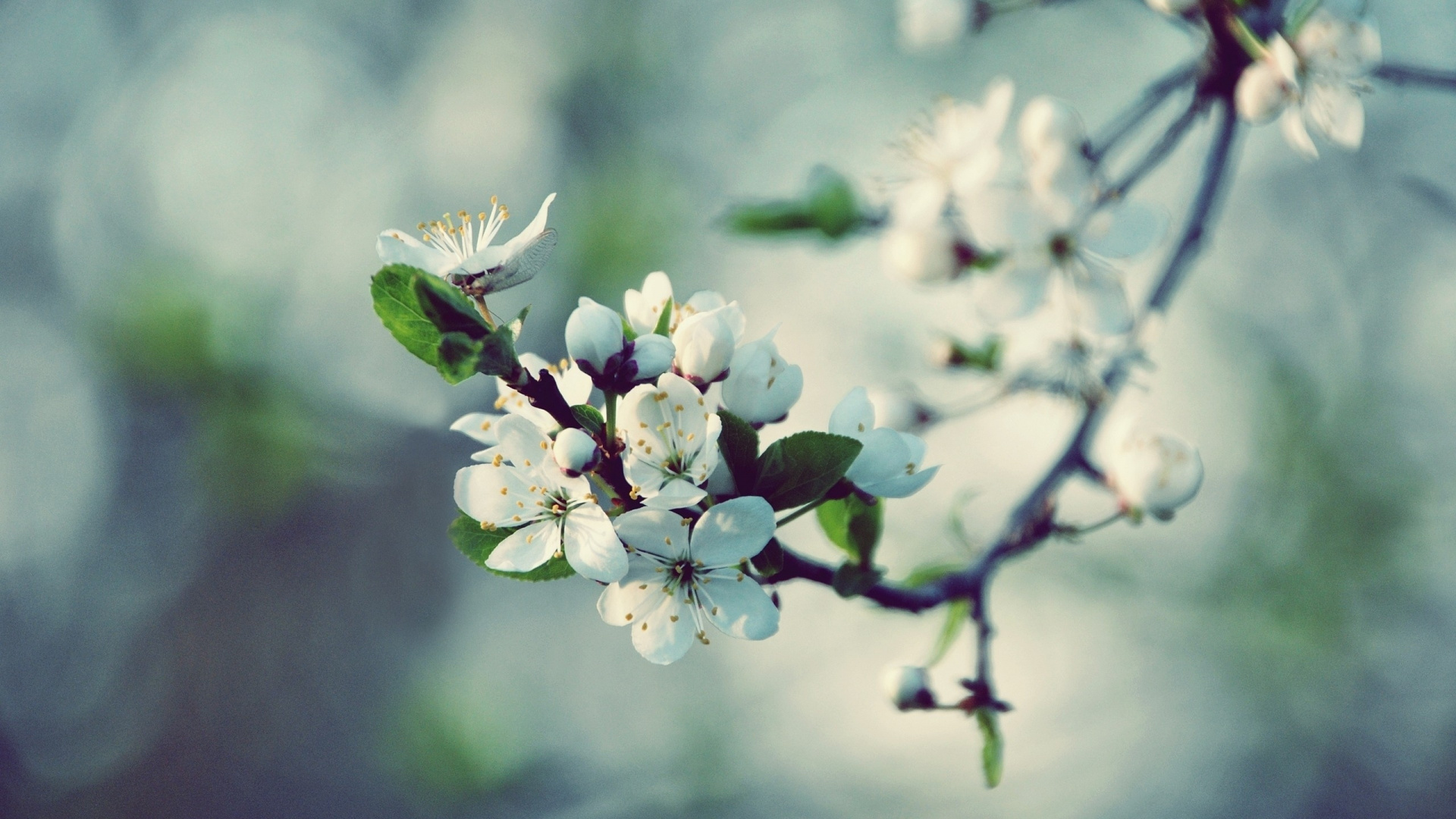 Обои расцвет, весна, ветвь, растение, прут в разрешении 1920x1080