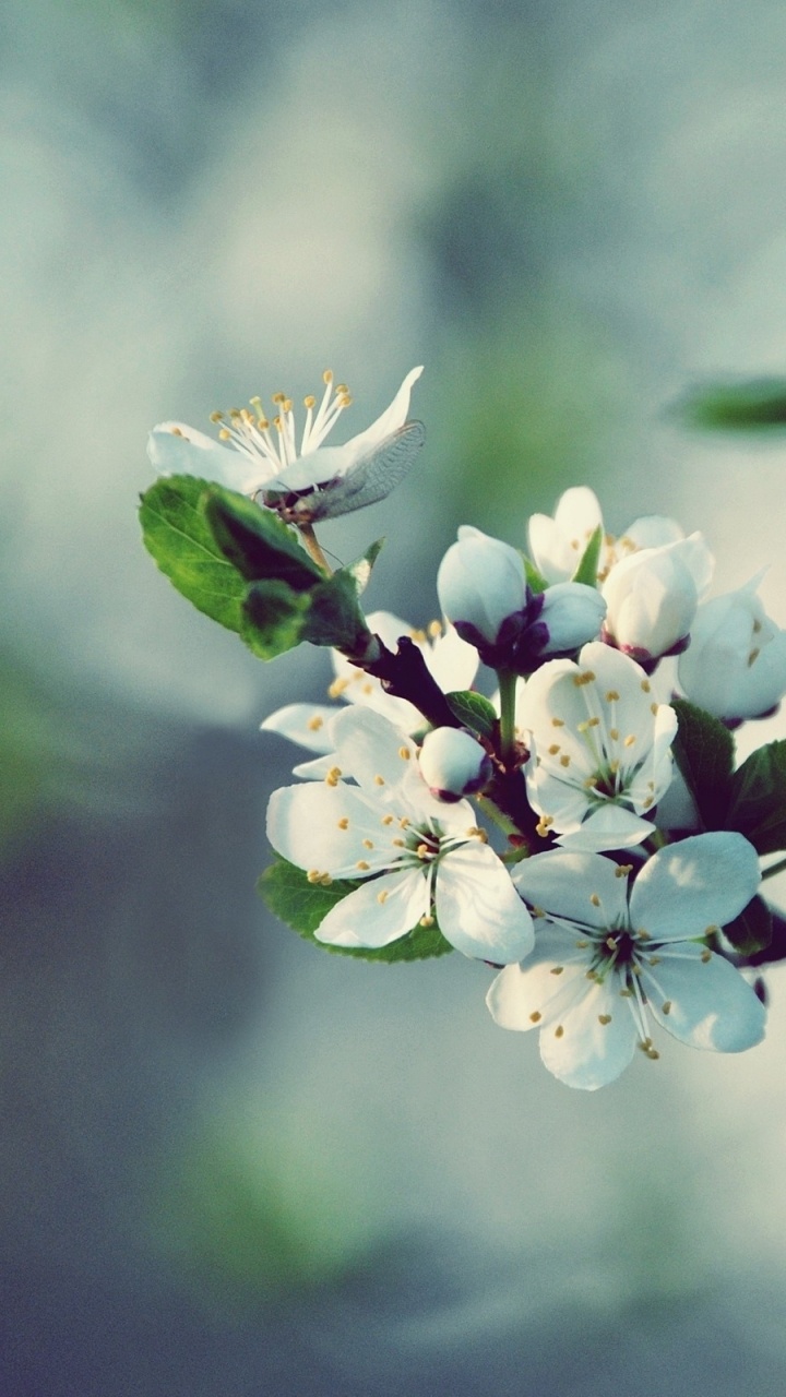 Обои расцвет, весна, ветвь, растение, прут в разрешении 720x1280