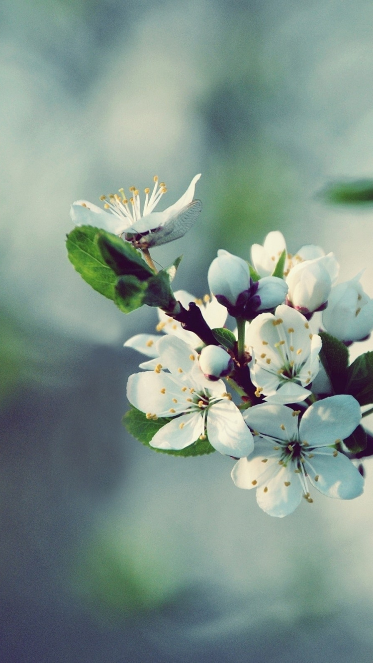 Обои расцвет, весна, ветвь, растение, прут в разрешении 750x1334