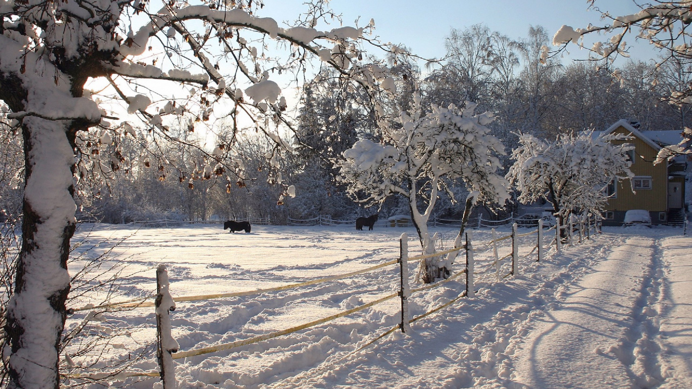 Обои зима, снег, дерево, мороз, замораживание в разрешении 1366x768