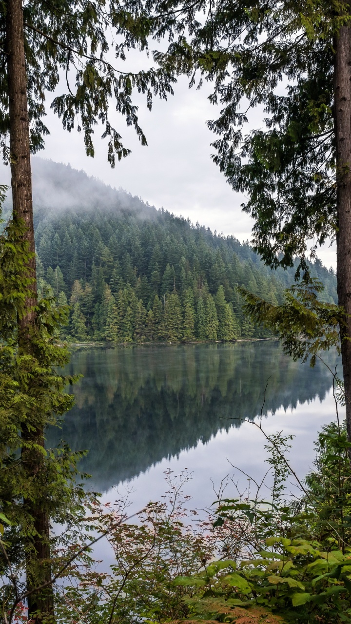 Обои природа, лес, вода, растение, гидроресурсы в разрешении 720x1280