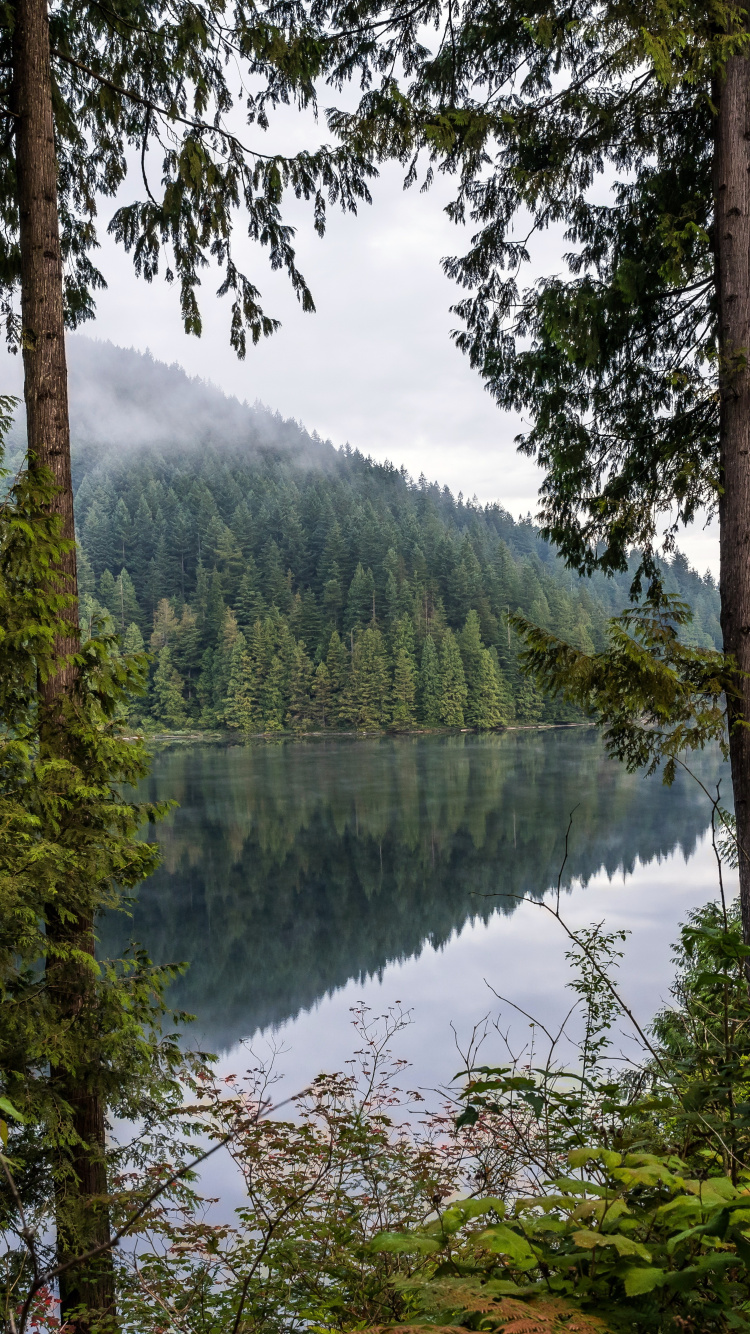 Обои природа, лес, вода, растение, гидроресурсы в разрешении 750x1334