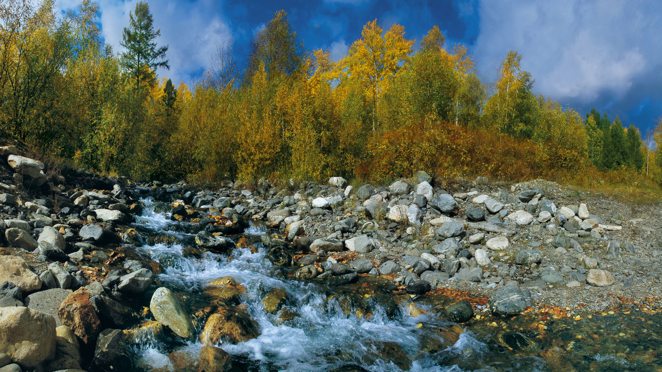 Обои вода, дерево, дикая местность, реки, водоток в разрешении 1366x768