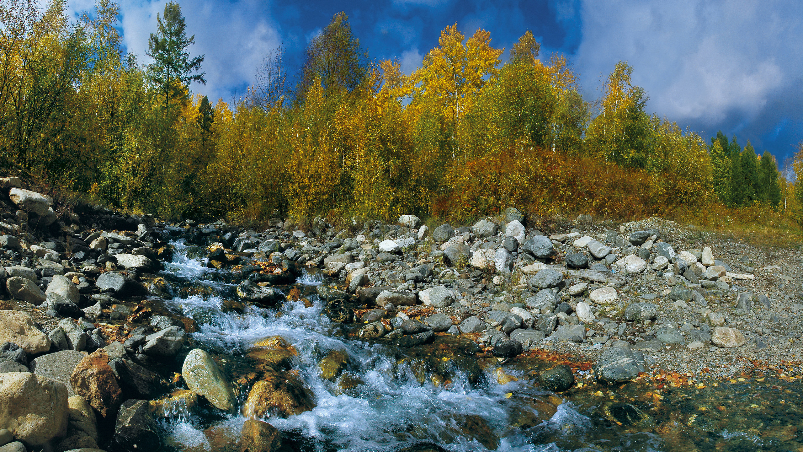 Обои вода, дерево, дикая местность, реки, водоток в разрешении 2560x1440