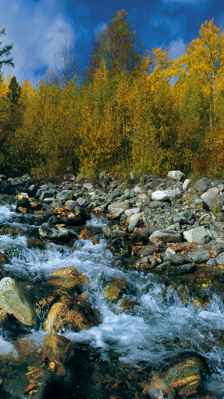 Обои вода, дерево, дикая местность, реки, водоток в разрешении 750x1334