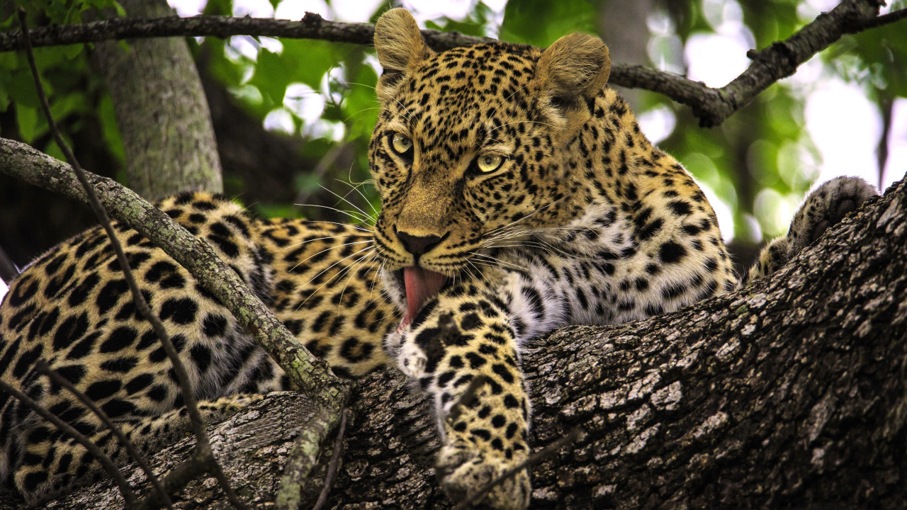 Обои наземные животные, живая природа, Леопард, Ягуар, бакенбарды в разрешении 1280x720