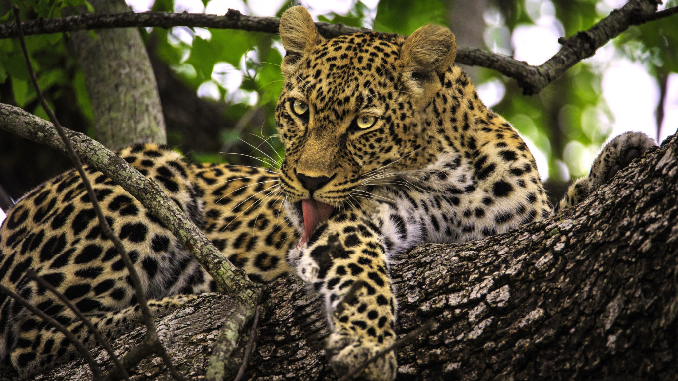 Обои наземные животные, живая природа, Леопард, Ягуар, бакенбарды в разрешении 1366x768