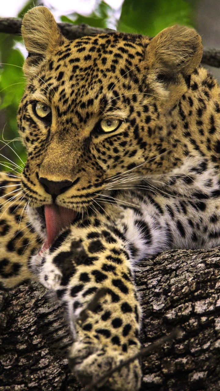Обои наземные животные, живая природа, Леопард, Ягуар, бакенбарды в разрешении 720x1280