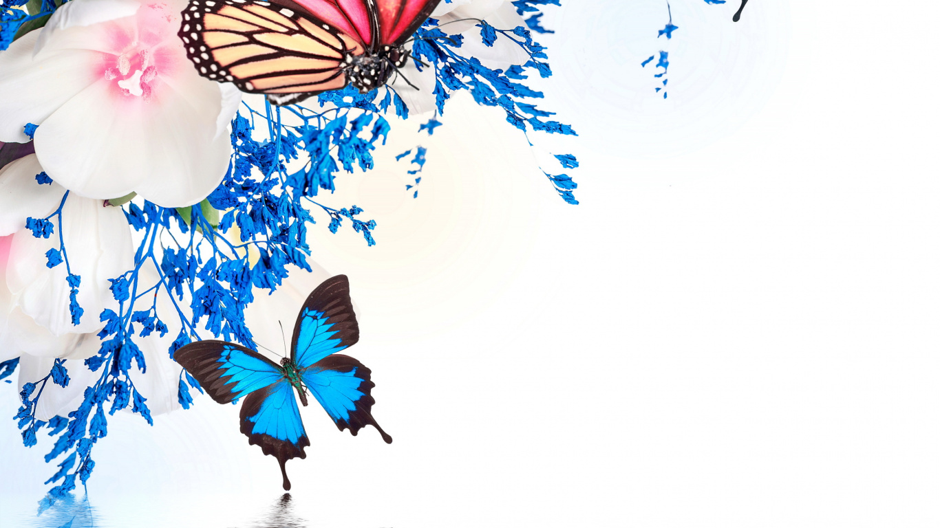 Обои бабочка, насекомое, мотыльки и бабочки, бабочкамонарх, опылитель в разрешении 1366x768