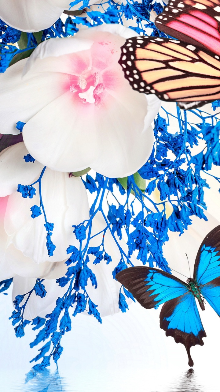 Обои бабочка, насекомое, мотыльки и бабочки, бабочкамонарх, опылитель в разрешении 720x1280