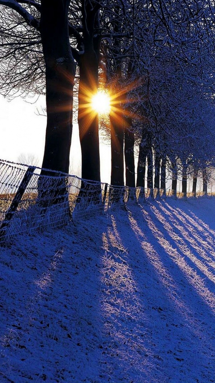 Обои зима, снег, природа, дерево, замораживание в разрешении 750x1334