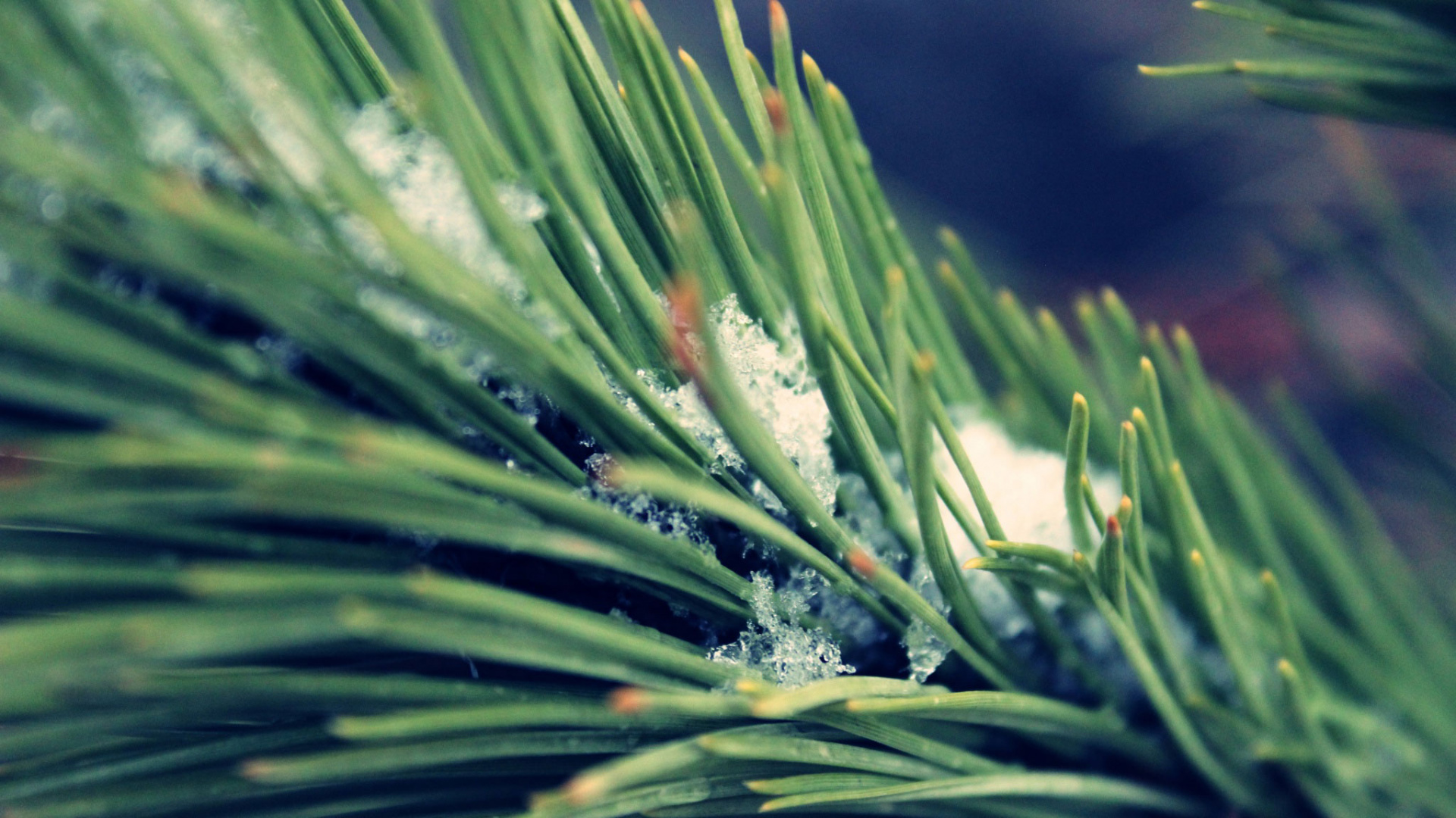 Обои сосна, пихта, ель, вечнозеленое растение, вода в разрешении 1920x1080