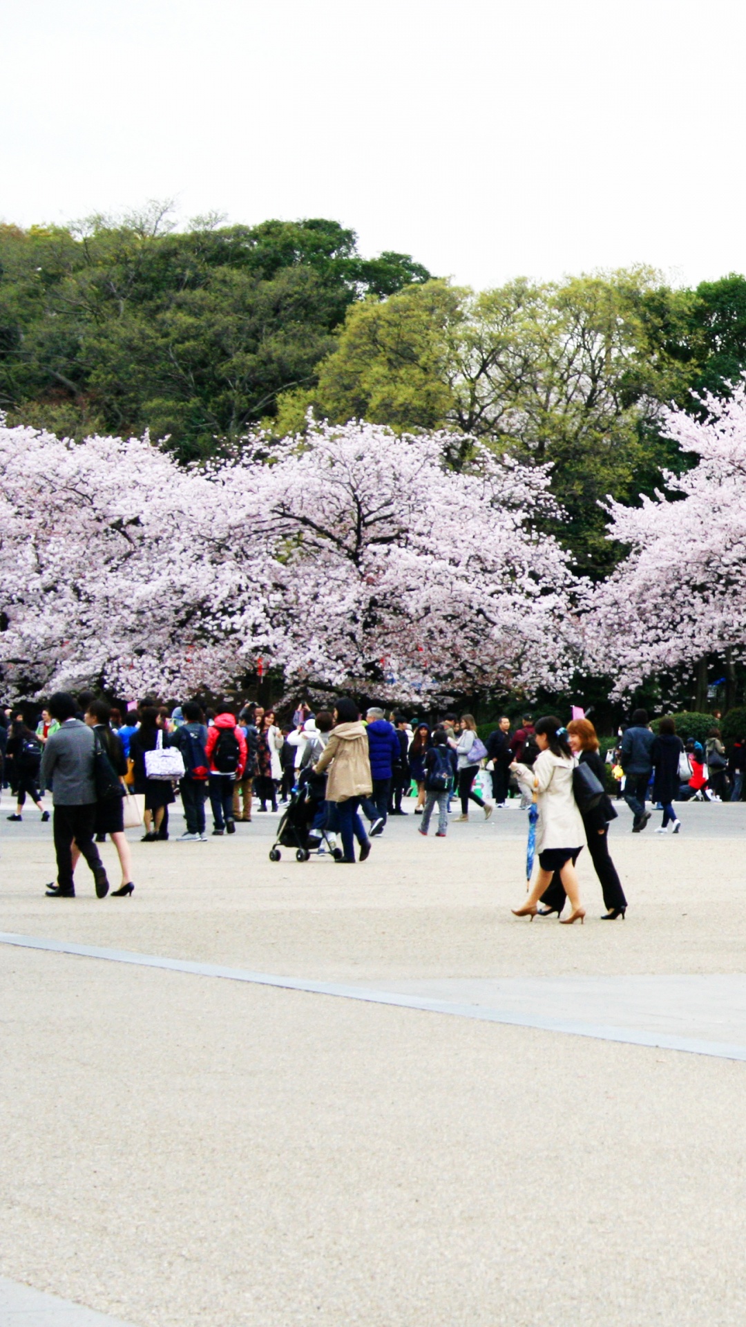Обои цветение вишни, расцвет, цветок, весна, дерево в разрешении 1080x1920