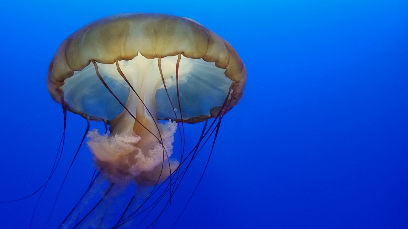 Обои Медуза, cnidaria, морские беспозвоночные, беспозвоночных, парашют в разрешении 1366x768