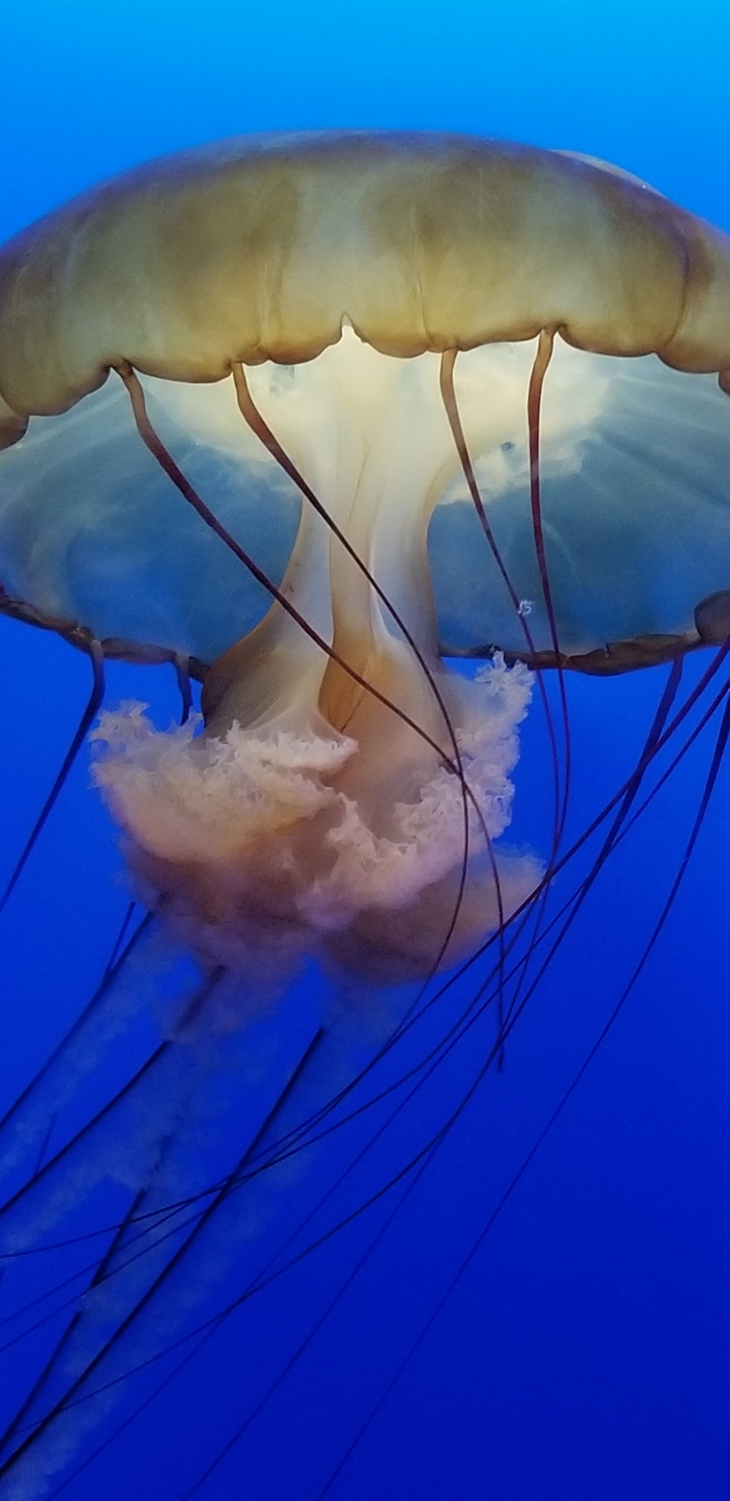 Обои Медуза, cnidaria, морские беспозвоночные, беспозвоночных, парашют в разрешении 1440x2960